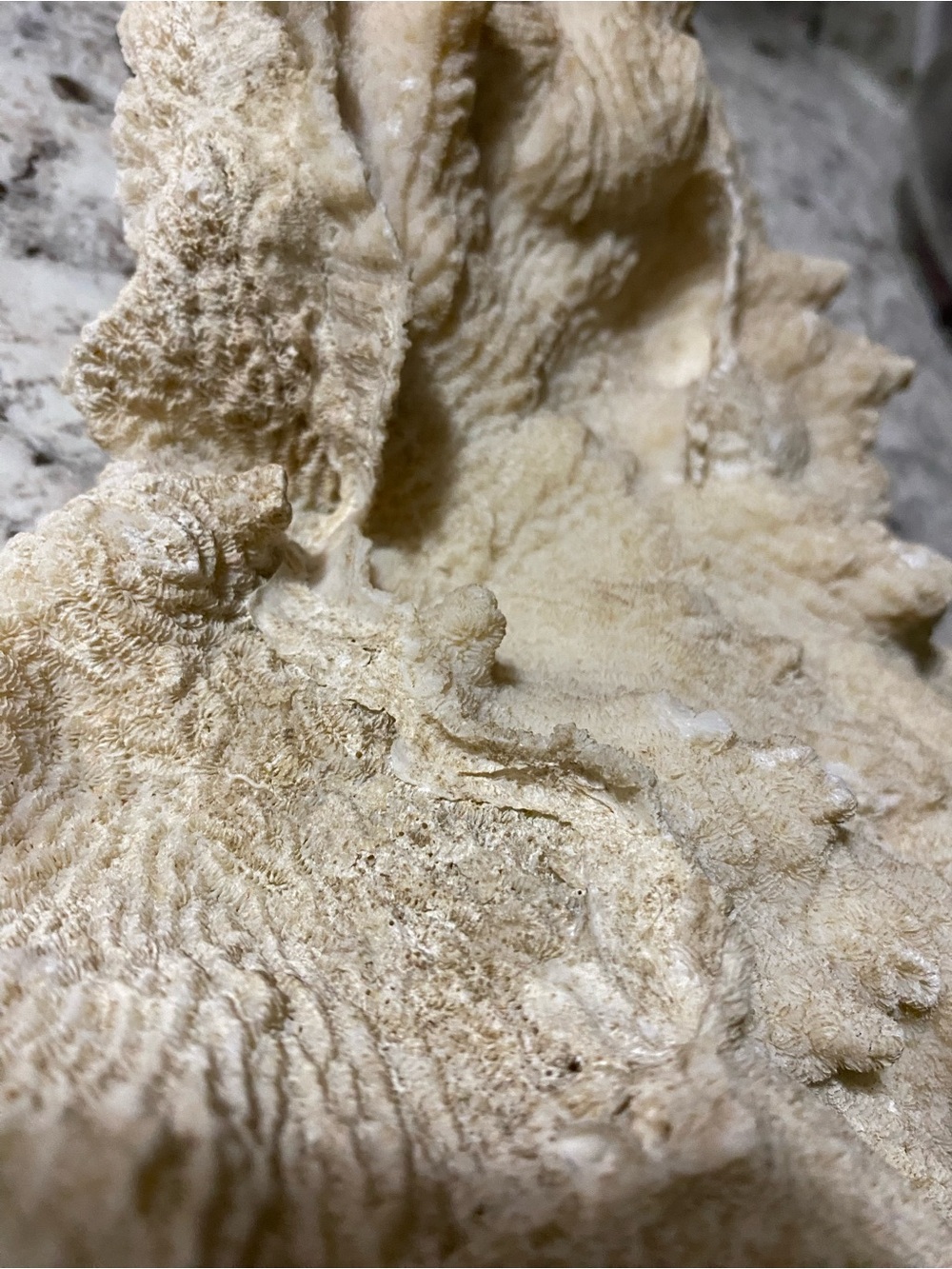 Large Natural Vintage Rugosa Coral Specimen